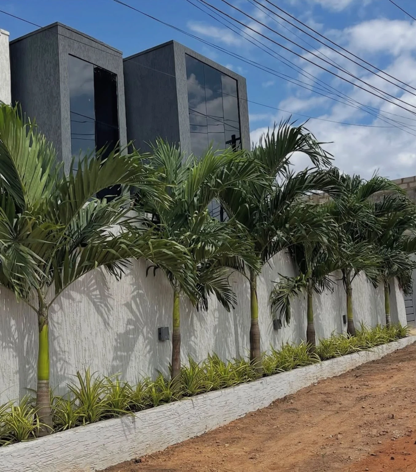 A row of palms and low planting beside a light exterior wall.
